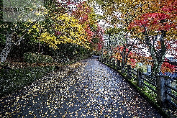 Herbstfarbene Bäume und Herbstblätter auf der Straße  Takayama  Japan  Asien