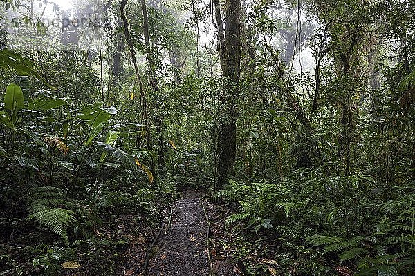 Encantado Trail  Wanderweg durch dichte Vegetation im Nebelwald  Reserva Bosque Nuboso Santa Elena  Provinz Guanacaste  Costa Rica  Mittelamerika
