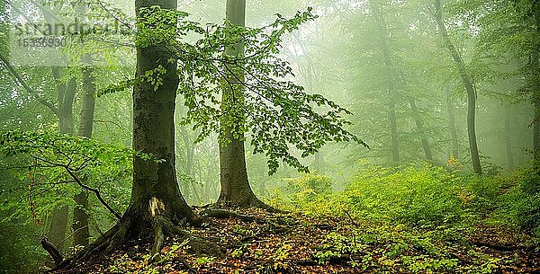 Naturnaher Buchenwald (Fagus) im Frühherbst  dichter Nebel  bei Naumburg  Sachsen-Anhalt  Deutschland  Europa