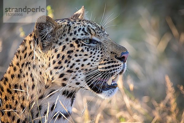 Afrikanischer Leopard (Panthera pardus) schaut in die Ferne  Tierportrait  Naturschutzgebiet Klaserie  Südafrika  Afrika