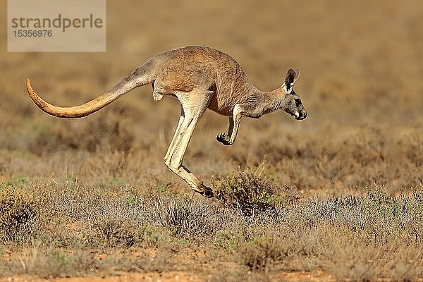 Rotes Känguru (Macropus rufus)  erwachsen  springend  Sturt National Park  New South Wales  Australien  Ozeanien