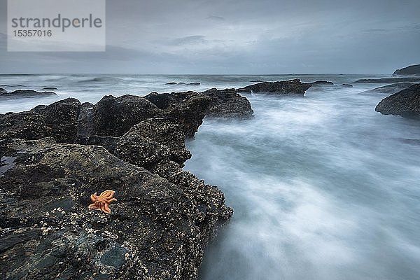 Riff-Seestern (Stichaster australis) an felsiger Küste  Felsen im Meer  Greymouth  Region Westküste  Südinsel  Neuseeland  Ozeanien