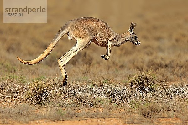 Rotes Känguru (Macropus rufus)  erwachsen  springend  Sturt National Park  New South Wales  Australien  Ozeanien