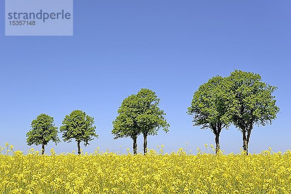 Linden (Tilia)  Baumreihe hinter einem blühenden Rapsfeld (Brassica napus) unter blauem Himmel  Nordrhein-Westfalen  Deutschland  Europa