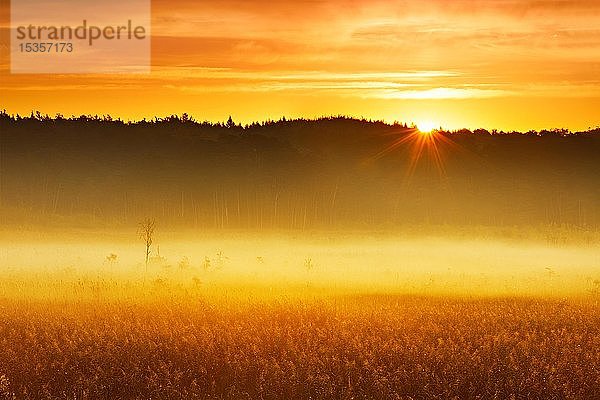 Nebliges Moor bei Sonnenaufgang  Großes Serrahner Moor  Müritz-Nationalpark  Landkreis Serrahn  Mecklenburg-Vorpommern  Deutschland  Europa