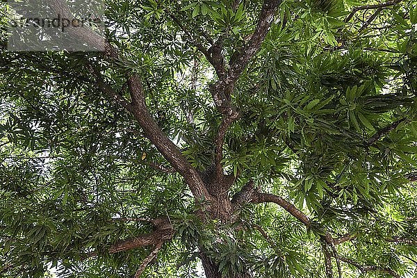 Mangobaum (Mangifera indica)  Costa Rica  Mittelamerika
