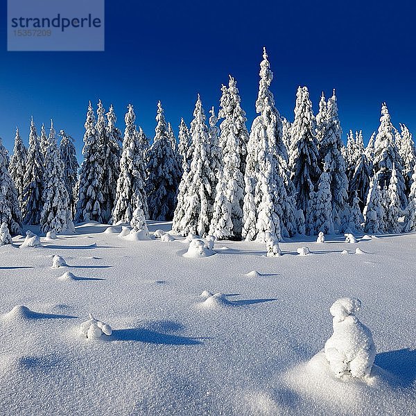 Verschneite  unberührte Winterlandschaft  schneebedeckter Fichtenwald (Picea abies)  Nationalpark Harz  Sachsen-Anhalt  Deutschland  Europa