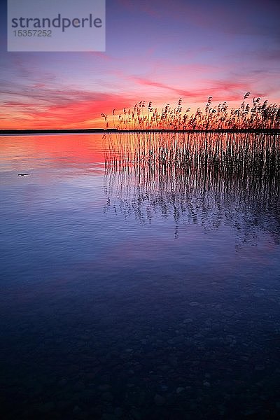 See mit Schilf bei Sonnenuntergang  Plauer See  Mecklenburg Vorpommern  Deutschland  Europa