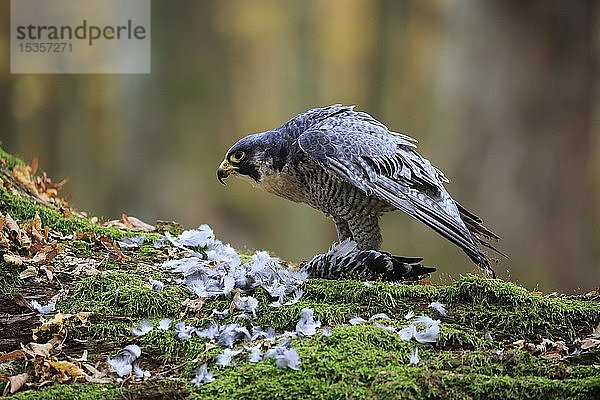 Wanderfalke (Falco peregrinus)  adult  am Boden mit gerupfter Beute  wachsam  Slowakei  Europa