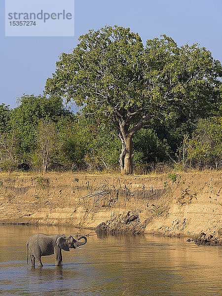 Afrikanischer Elefant (Loxodonta africana) steht im Wasser  Luangwa River  Southern Luangwa National Park  Sambia  Afrika