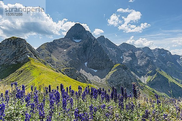 Eisenhut (Aconitum napellus)  auf dem Wildengundkopf  2238m  hinter der Trettachspitze  2595m  Allgäuer Alpen  Bayern  Deutschland  Europa