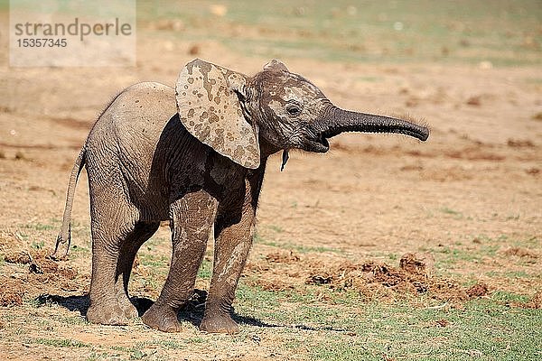 Afrikanischer Elefant (Loxodonta africana)  Jungtier  nass mit ausgestrecktem Rüssel  Addo Elephant National Park  Ostkap  Südafrika  Afrika