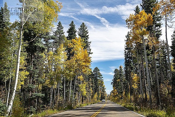 Highway 12 durch herbstlichen Espenwald  Utah  Südwesten  USA  Nordamerika