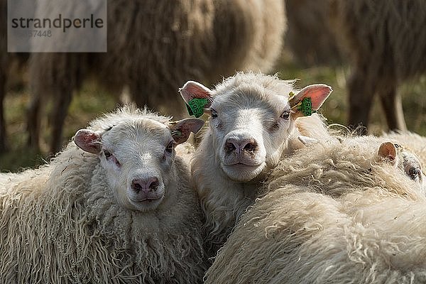 Zwei Schafe (Ovis aries)  Tierporträt  Schafstrieb oder Réttir  bei Laugarbakki  Nordisland  Island  Europa