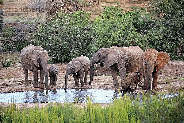 Afrikanische Elefanten (Loxodonta africana)  erwachsene Tiere und Jungtiere  Herde beim Trinken am Wasserloch  Gruppe  Addo Elephant National Park  Ostkap  Südafrika  Afrika
