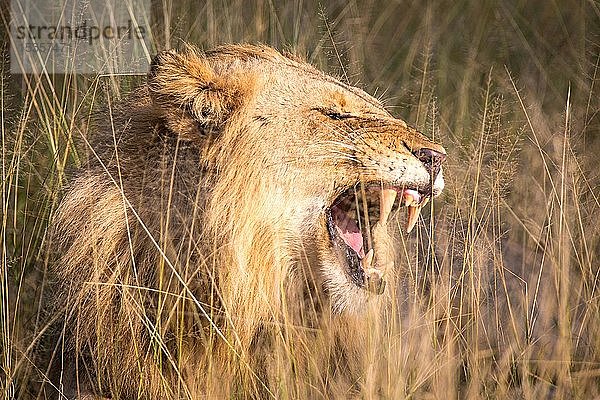 Afrikanischer Löwe (Panthera leo)  männlich  im Gras liegend  gähnend  Naturschutzgebiet Klaserie  Südafrika  Afrika