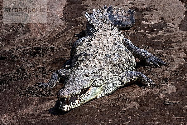 Amerikanisches Krokodil (Crocodylus acutus) auf einer Sandbank am Rio Tarcoles  Carara National Park  Provinz Puntarenas  Costa Rica  Mittelamerika
