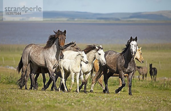 Criollo-Pferde traben durch die Pampa  hinter der Laguna de Castillos  Guardia del Monte  Provinz Rocha  Uruguay  Südamerika