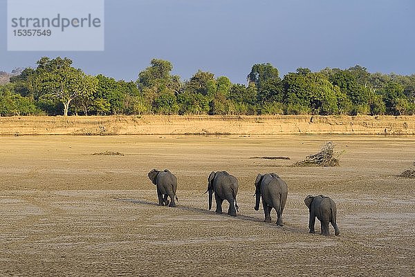 Afrikanische Elefanten (Loxodonta africana) laufen in einer Reihe durch ein trockenes Flussbett  Luangwa River  South Luangwa National Park  Sambia  Afrika