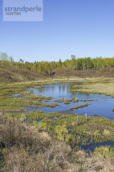 Feuchtgebiet  Elk Island National Park  Alberta  Kanada  Nordamerika