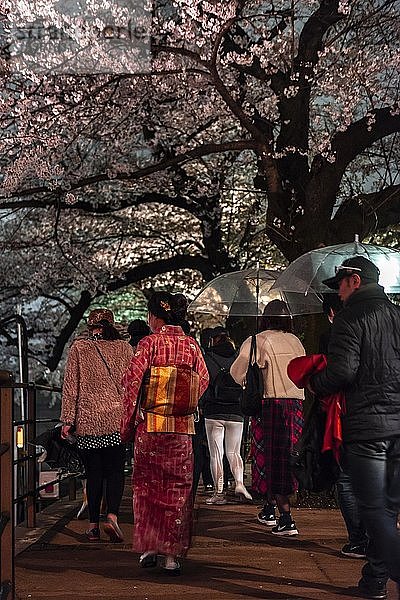 Japanerin mit Kimono unter blühenden Kirschbäumen bei Nacht  Japanische Kirschblüte im Frühling  Hanami Fest  Chidorigafuchi Green Way  Tokio  Japan  Asien
