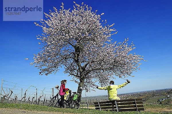 Radfahrer machen eine Pause auf dem Pfälzer Mandelpfad bei Leinsweiler  Deutsche Weinstraße  Rheinland-Pfalz  Deutschland  Europa