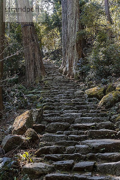 Alter steiniger Pfad  Pilgerweg Kumano Kod?  Nachisan  Wakayama  Japan  Asien