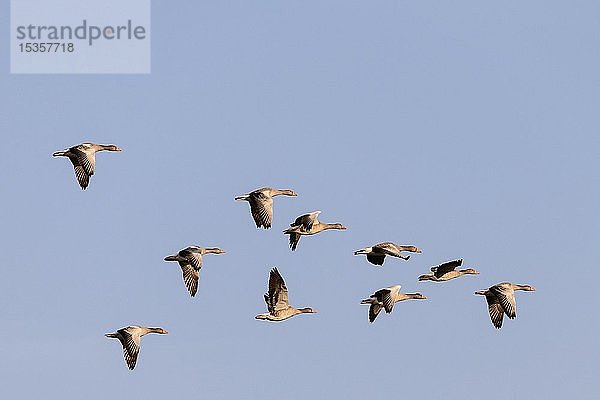 Graugänse (Anser anser)  Vögel im Flug  Texel  Westfriesische Inseln  Provinz Nordholland  Holland  Niederlande