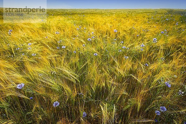 Kornblumen (Centaurea cyanus) im Weizenfeld  Baden-Württemberg  Deutschland  Europa