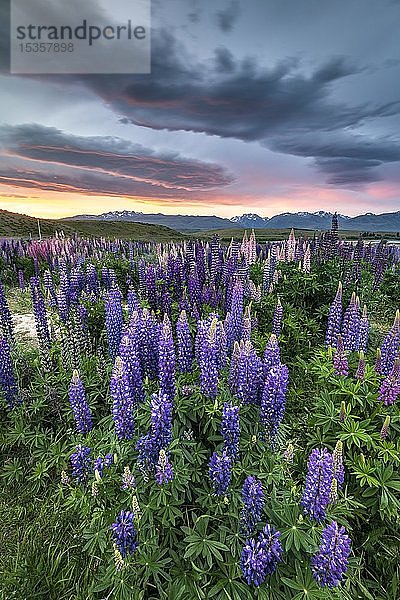 Bunte Großblättrige Lupinen (Lupinus polyphyllus) am Ufer des Lake Tekapo in dramatischer Lichtstimmung  Sonnenuntergang  Canterbury  Südinsel  Neuseeland  Ozeanien