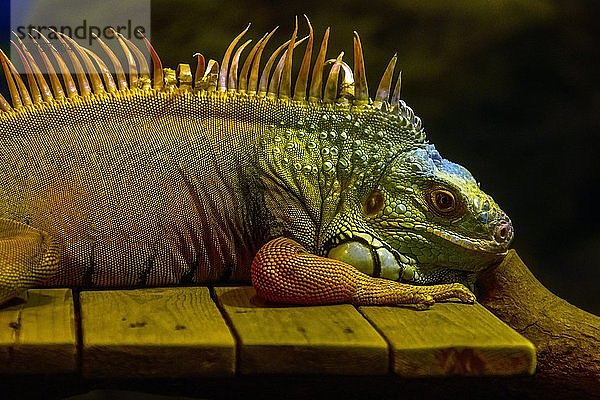 Grüner Leguan (Iguana iguana)  in Gefangenschaft  Pattaya  Thailand  Asien