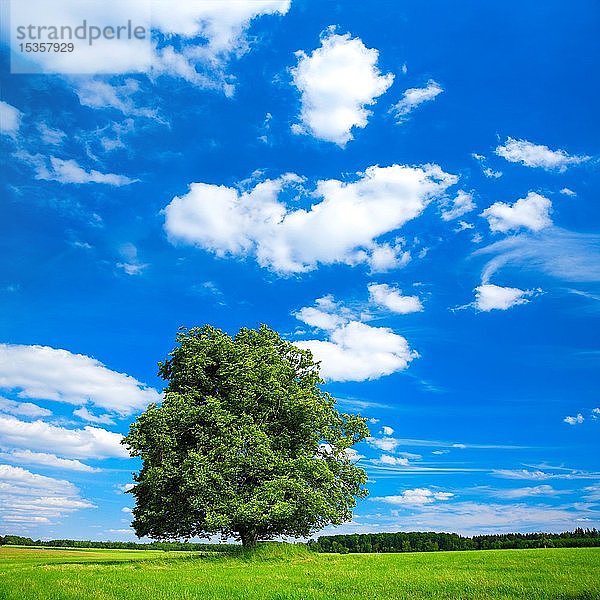 Solitärbaum  große Linde (Tilia) auf grüner Wiese  blauer Himmel mit Schönwetterwolken  Harzvorland  Sachsen-Anhalt  Deutschland  Europa