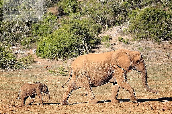 Afrikanischer Elefant (Loxodonta africana)  erwachsen  Weibchen mit Jungtier  Addo Elephant National Park  Ostkap  Südafrika  Afrika