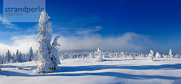 Panorama  tief verschneite unberührte Winterlandschaft  schneebedeckte Fichten (Picea abies)  Schneefall  Nationalpark Harz  Sachsen-Anhalt  Deutschland  Europa
