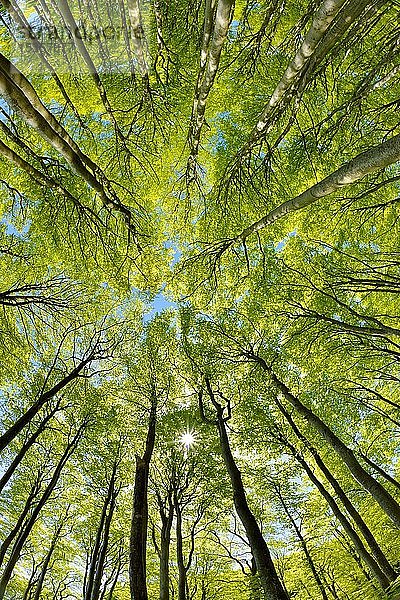 Naturnaher sonniger Buchenwald im Frühling  Blick in die Baumkronen  Sonnenstern  frisches Grün  Stubnitz  Nationalpark Jasmund  Insel Rügen  Mecklenburg-Vorpommern  Deutschland  Europa