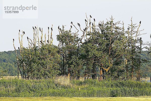 Großer Kormoran (Phalacrocorax carbo)  Kolonie  ruhend auf Bäumen am Ufer des Schmollensees  Insel Usedom  Mecklenburg-Vorpommern  Deutschland  Europa