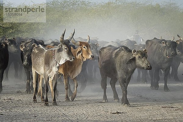 Herde von Kühen und asiatischen Wasserbüffeln in staubigem Gebiet  Great Rann of Kutch  Gujarat  Indien  Asien