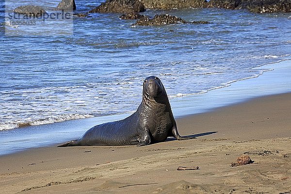 Nördlicher See-Elefant (Mirounga angustirostris)  erwachsenes Männchen am Strand  Piedras Blancas Rookery  San Simeon  San Luis Obispo County  Kalifornien  USA  Nordamerika