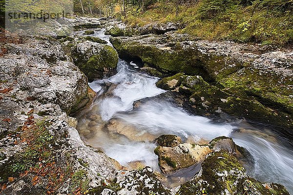 Gebirgsbach Mostnica im Herbst  bei Stara Fuzina  Slowenien  Europa