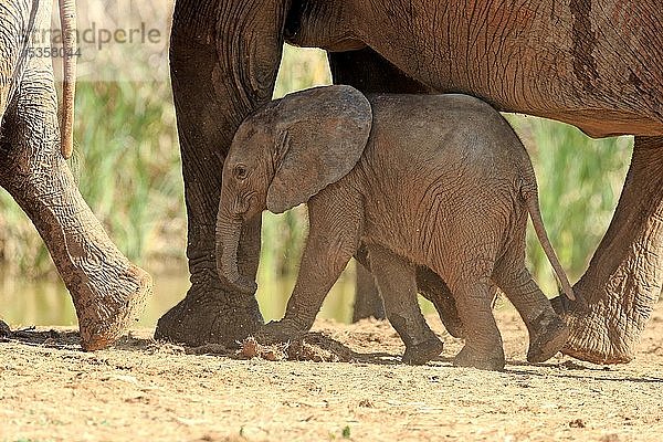 Afrikanischer Elefant (Loxodonta africana)  Jungtier im Schutz der Elefantenherde  Addo Elephant National Park  Ostkap  Südafrika  Afrika