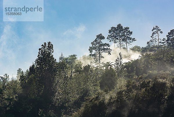 Tropischer Wald mit Nebel und Dampf aus heißen Quellen  Orakei Korako Geothermal Park  Geothermisches Gebiet  Hidden Valley  Taupo Volcanic Zone  Nordinsel  Neuseeland  Ozeanien