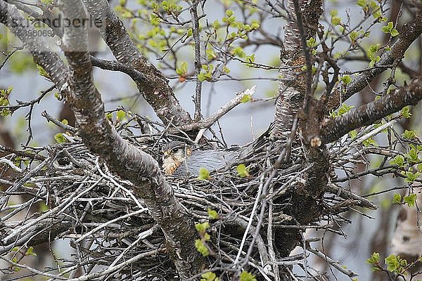 Merlin (Falco columbarius)  Männchen brütet im Nest in einem Birkenbusch  Lappland  Nordnorwegen  Norwegen  Europa