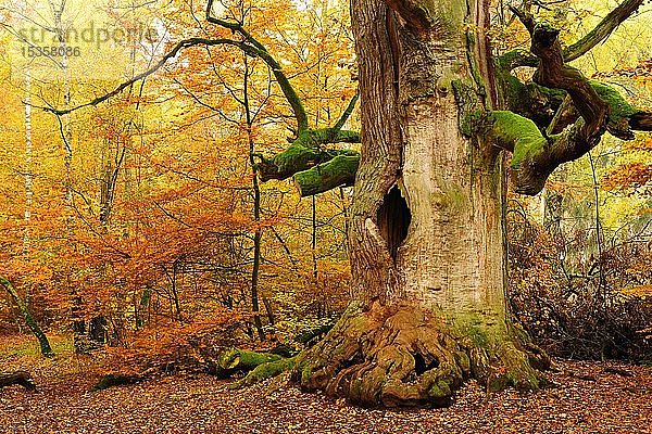 Kamineiche im Herbst  hohle Eiche (Quercus) mit Moos bewachsen  Urwald Sababurg  Reinhardswald  Hessen  Deutschland  Europa