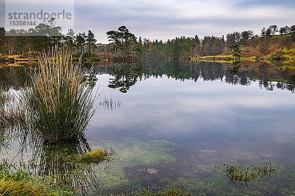Herbstliche Waldlandschaft mit Spiegelung im See  Ambleside  Lake District National Park  Mittelengland  Großbritannien
