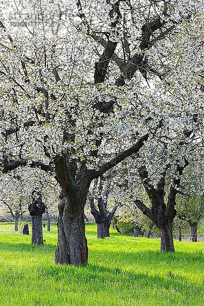 Streuobstwiese mit großen alten Kirschbäumen in voller Blüte  Freyburg  Burgenlandkreis  Sachsen-Anhalt  Deutschland  Europa