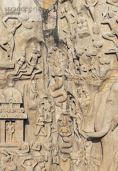 Detail von Arjunas Buße oder Abstieg zum Ganges  Felsrelief mit hinduistischen Figuren  Mahabalipuram  Mamallapuram  Indien  Asien