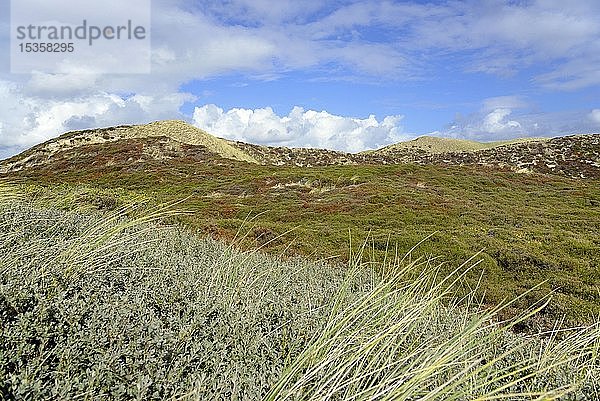 Blick in das Naturschutzgebiet Nord-Sylt  Listland mit seiner Dünenvegetation  Sylt  Nordfriesische Insel  Nordsee  Nordfriesland  Schleswig-Holstein  Deutschland  Europa