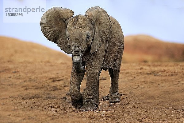 Afrikanischer Elefant (Loxodonta africana)  Jungtier beim Spaziergang  Addo Elephant National Park  Ostkap  Südafrika  Afrika