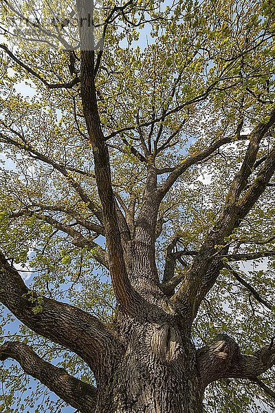 Baumkrone einer Stieleiche (Quercus robur) mit den ersten Blättern im Frühling  Steiermark  Österreich  Europa