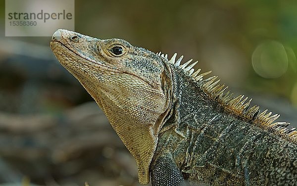 Schwarzer Stachelschwanzleguan (Ctenosaura similis)  Tierporträt  Costa Rica  Mittelamerika